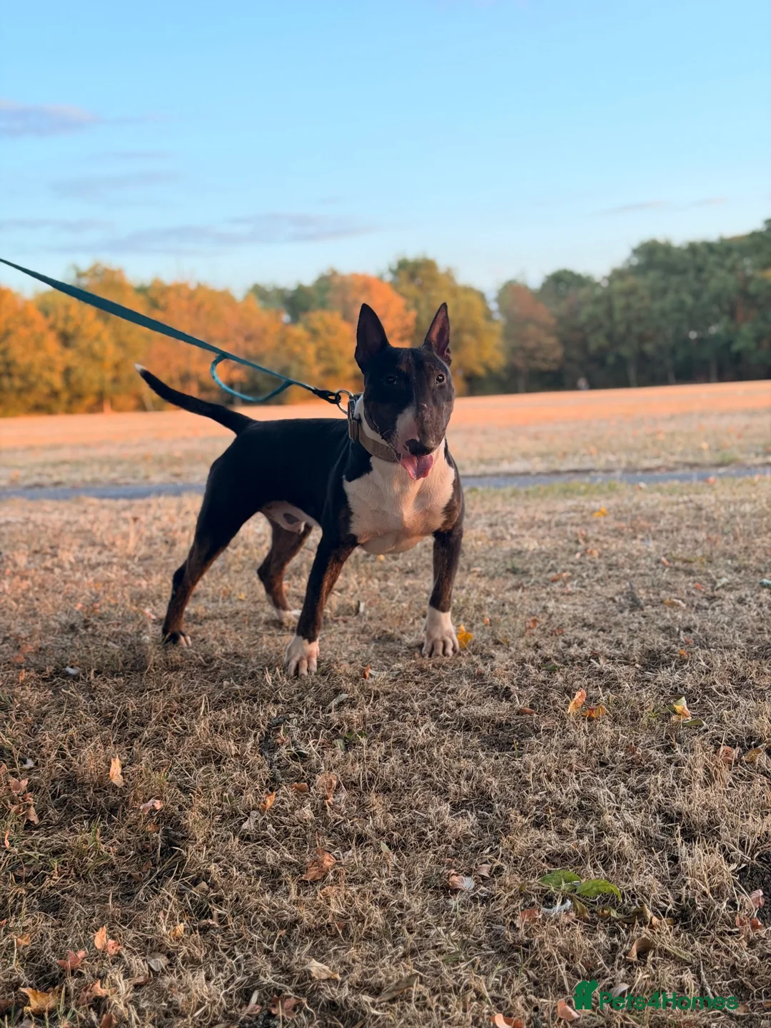 English Bull Terrier dogs for stud: Tri English bull terrier stud proven - Advert 16