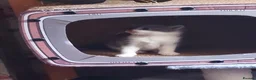 Mixed Breed cats for sale: 2 beautiful kittens looking for there homes in Eastleigh - Advert 6