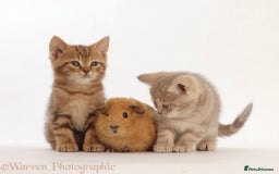 British Shorthair cats for sale: Stunning British shorthair - Image 1
