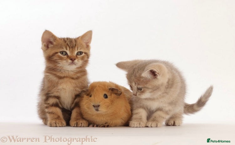 British Shorthair cats - Advert 2