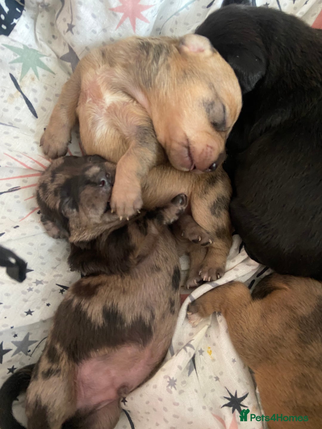 Mixed Breed dogs for sale: Dachshund cross Patterdale - Image 28