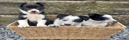 Border Collie dogs for sale: Border Collie Puppies - Advert 2
