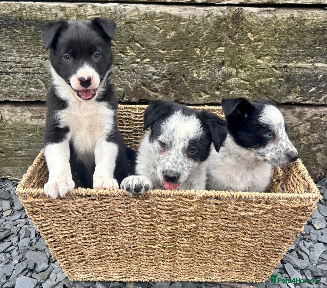 Border Collie dogs for sale: Border Collie Puppies - Advert 2