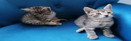 Mixed Breed cats for sale: 🐾 Gorgeous Tabby & Black Kittens – Ready Now! 🐾 - Advert 9