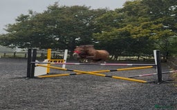 Welsh Section D horses for sale: Stunning chestnut mare  - Image 1