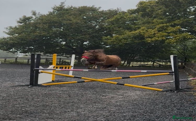 Welsh Section D horses - Advert 1