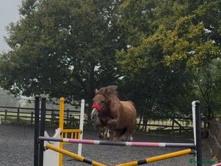 Welsh Section D horses - Advert 8