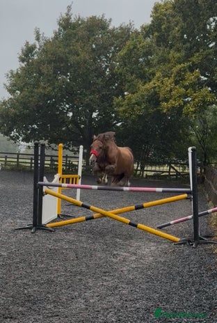 Welsh Section D horses - Advert 2