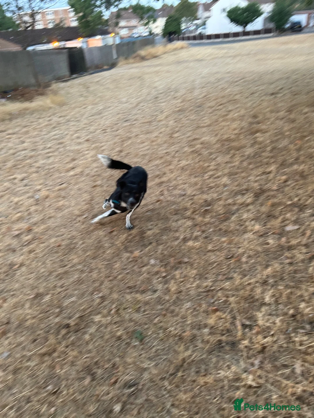 Border Collie dogs for sale: Border Collie to good home in Birmingham - Advert 6