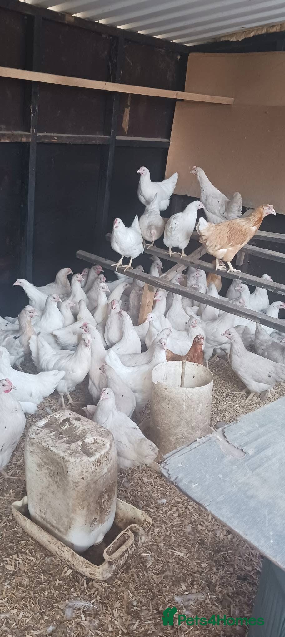 Chickens poultry White Leghorn POL - Advert 2