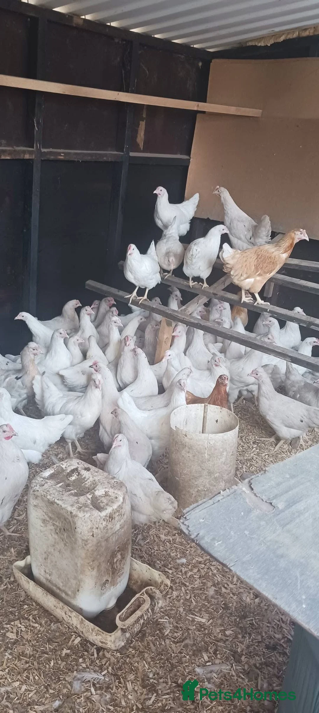 Chickens poultry for sale: White Leghorn POL in Edenbridge - Advert 1