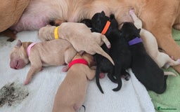 Labrador Retriever dogs for sale: Litter of 8 Labrador Pups Available - Image 10