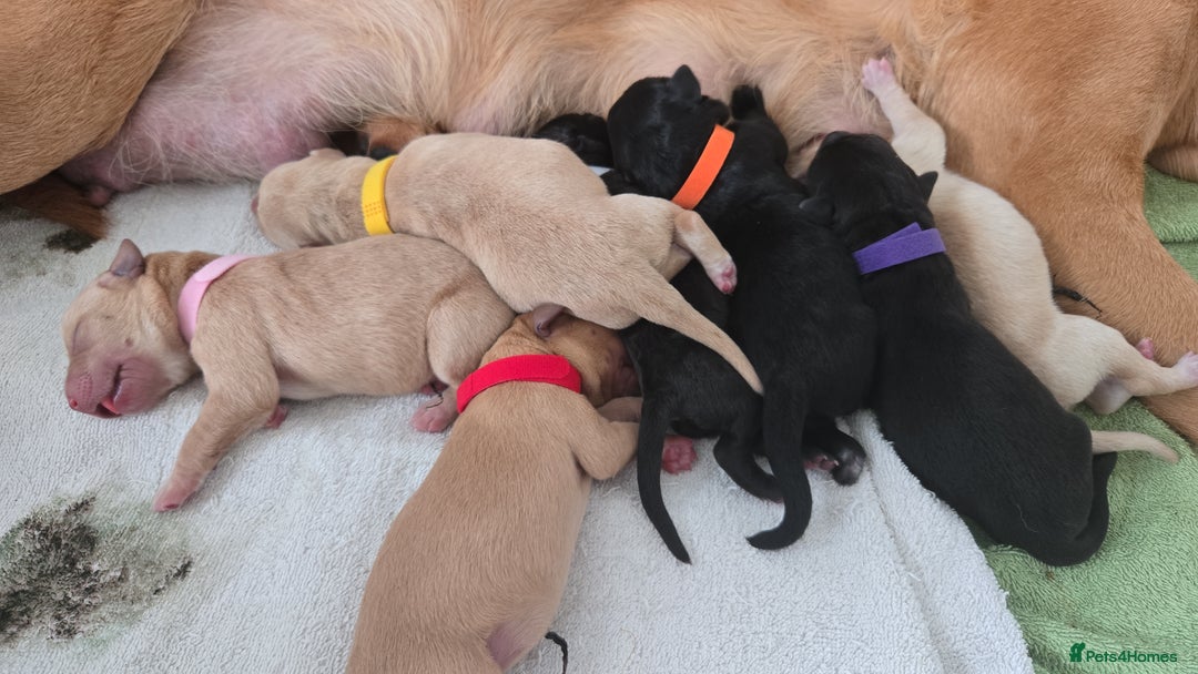 Labrador Retriever dogs for sale: Litter of 8 Labrador Pups Available - Image 10