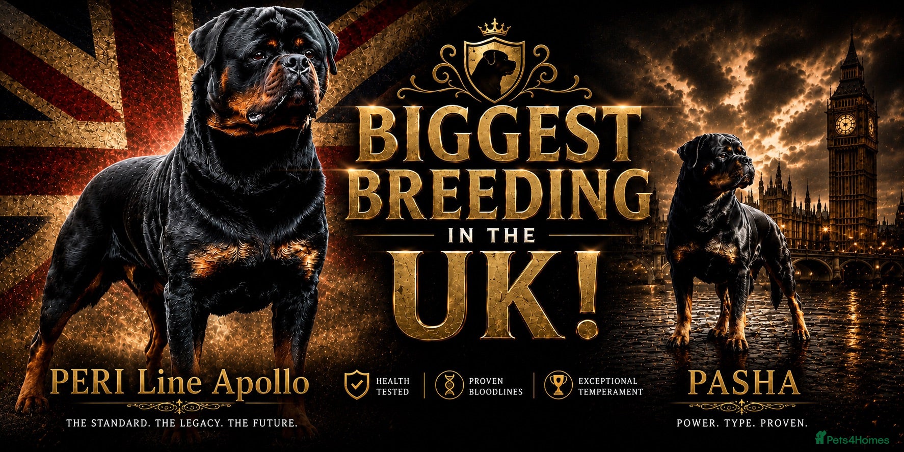 Rottweiler dogs ⭐️ Best Breeding in the UK 🇬🇧 ⭐️ - Advert 5
