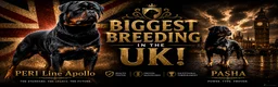 Rottweiler dogs for sale: ⭐️ Best Breeding in the UK 🇬🇧 ⭐️ - Advert 1