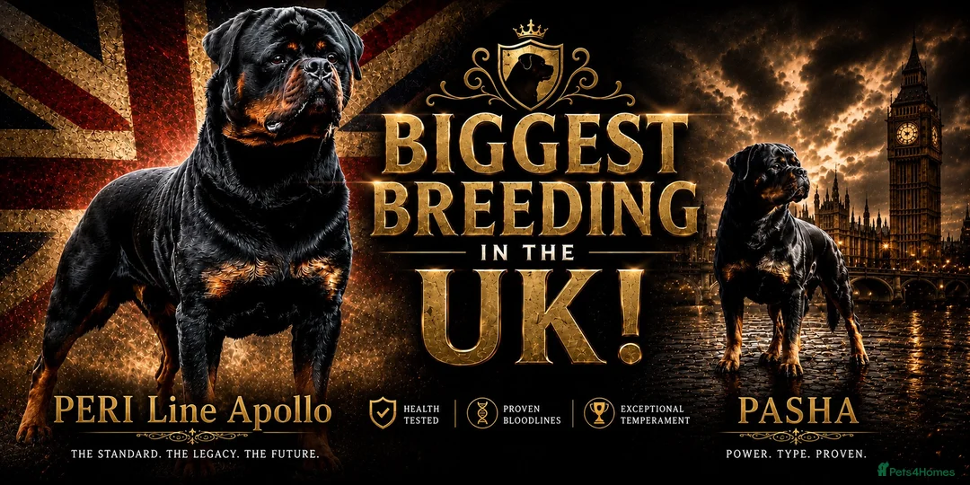 Rottweiler dogs for sale: ⭐️ Best Breeding in the UK 🇬🇧 ⭐️ - Advert 1