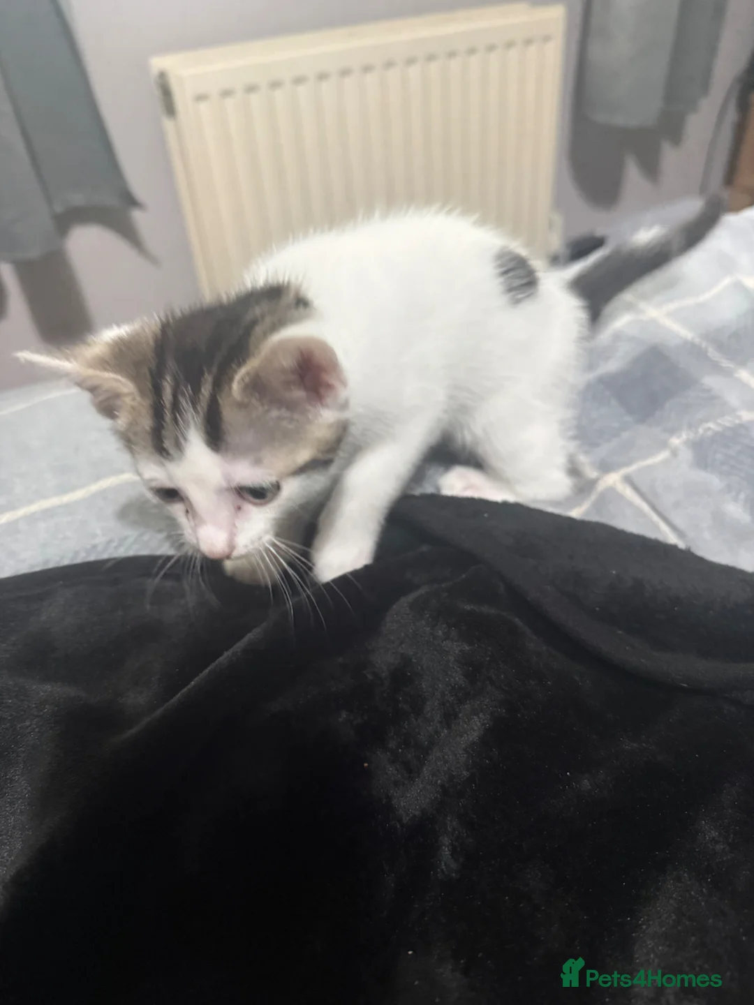 British Shorthair cats for sale: Female kitten white and tabby - Advert 2