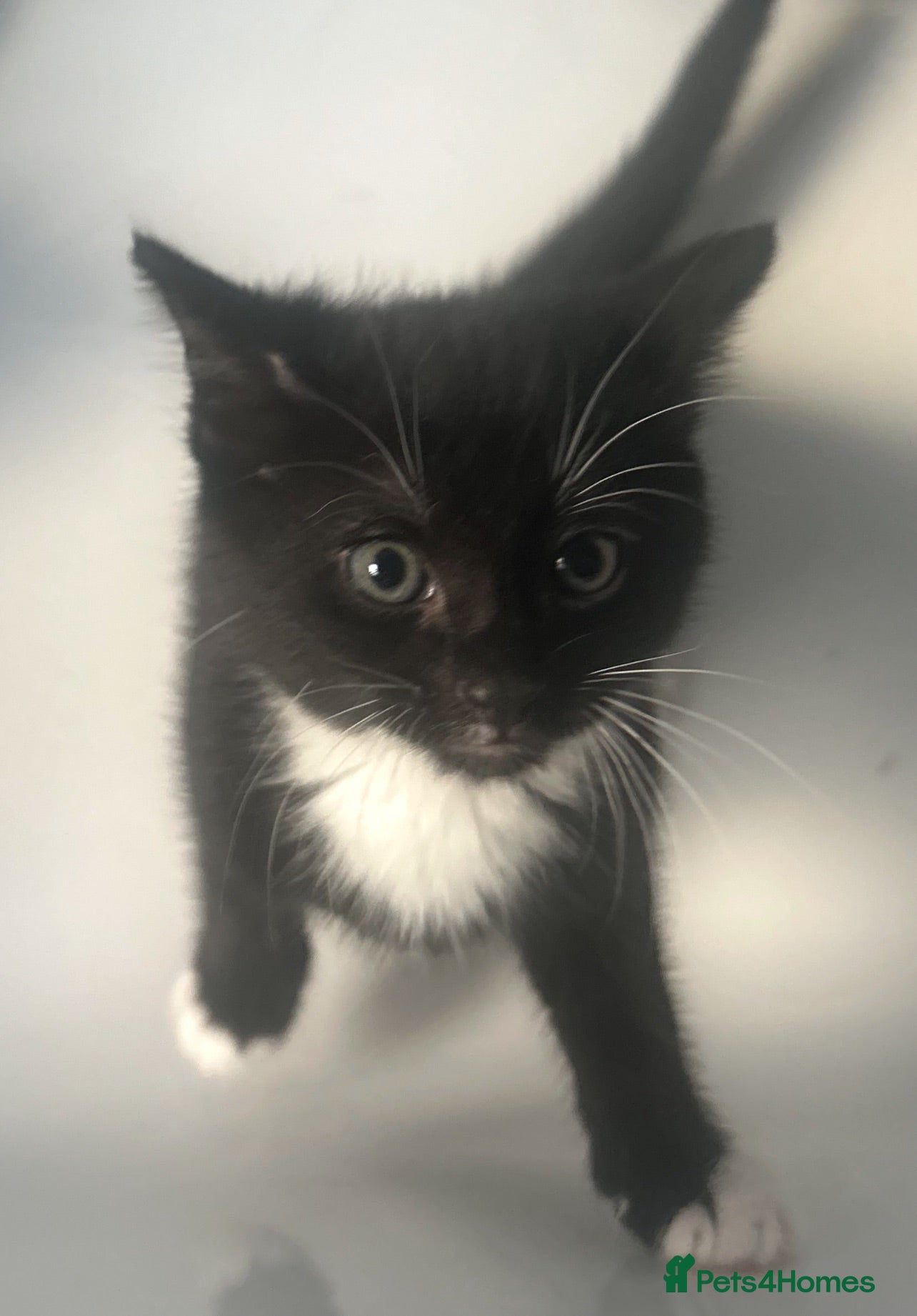 Mixed Breed cats 4 lovely kittens  - Advert 3