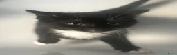 Mixed Breed cats for sale: 4 lovely kittens  - Advert 1