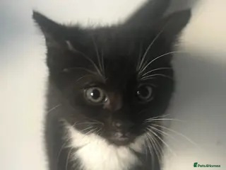 Mixed Breed cats 4 lovely kittens - Advert 1