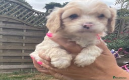 Cavapoo dogs for sale: Stunning Cavapoo puppies  - Image 10