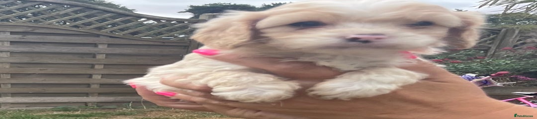 Cavapoo Puppy 3