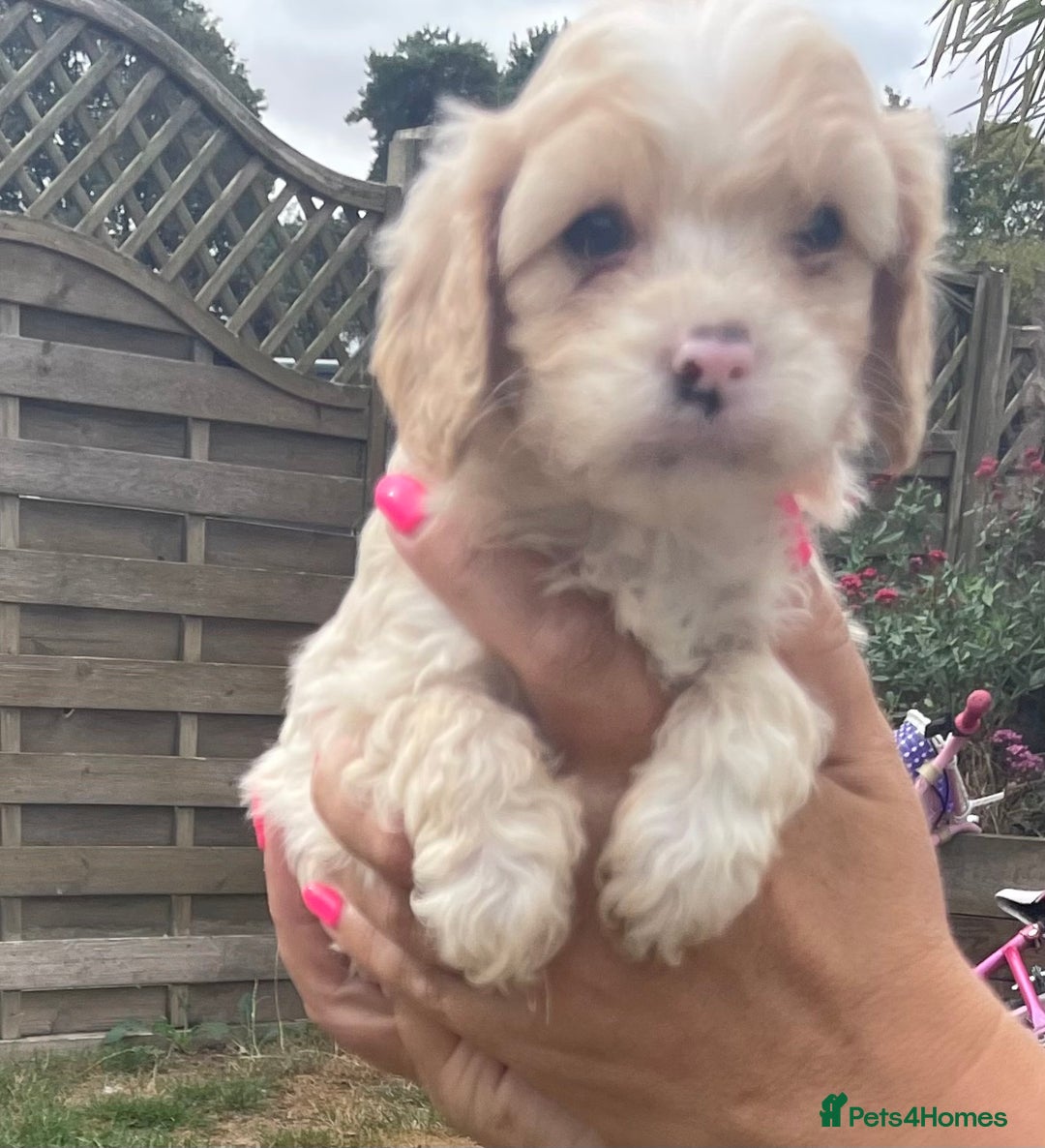 Cavapoo dogs for sale: Stunning Cavapoo puppies  - Image 10