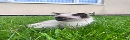 Ragdoll cats for sale: Beautiful kitten - Advert 4