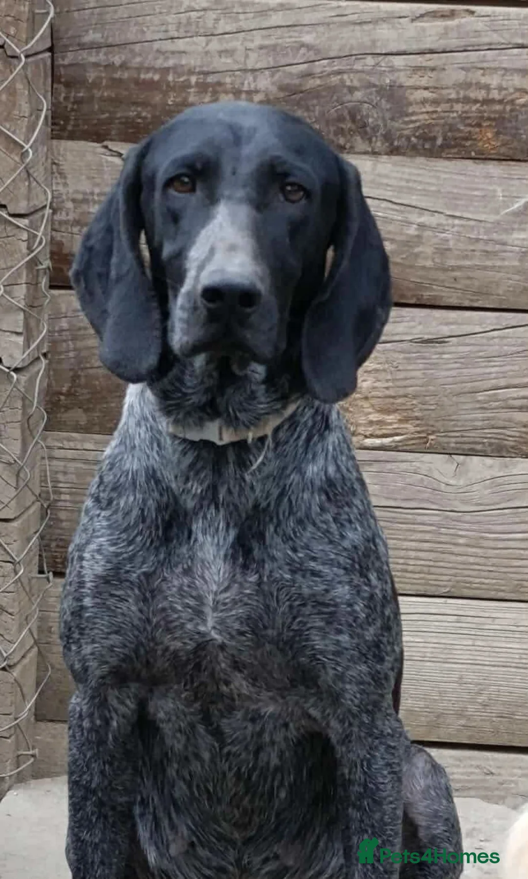 Pointer dogs for adoption: Hope is looking for her forever home  - Advert 2