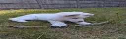 German Shepherd dogs for sale: White German shepherd KC - Advert 6