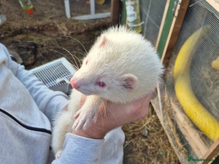 Ferret rodents in Rugby - Advert 6