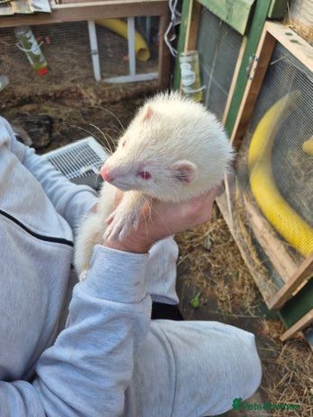Ferret rodents in Rugby - Advert 6