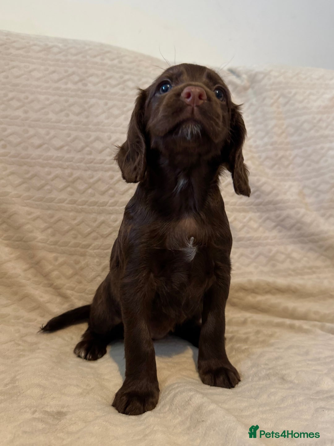 Cocker Spaniel dogs for sale: Last red girl left ready to leave now - Advert 12