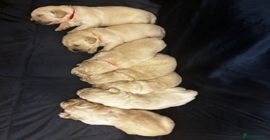 Golden Retriever dogs Beautiful KC Registered Golden Retriever Puppies - Advert 11