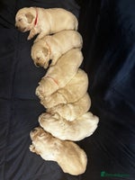 Golden Retriever dogs Beautiful KC Registered Golden Retriever Puppies - Advert 2