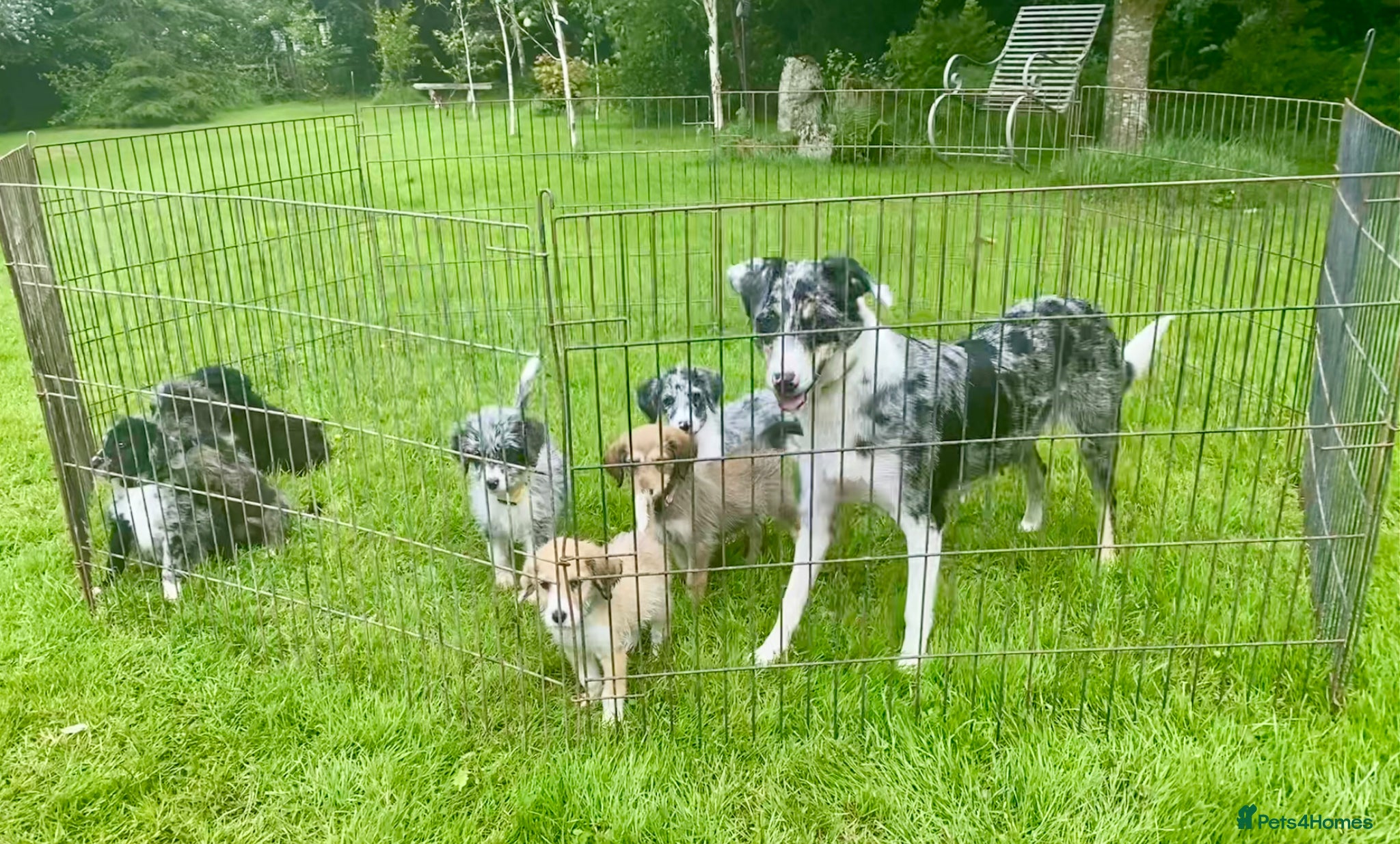 Bordoodle dogs for sale: Standard Bordoodle puppies- ready now - Advert 26