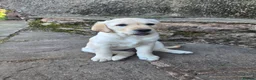 Goldador dogs for sale: Gorgeous Goldador puppies in Leominster - Advert 4