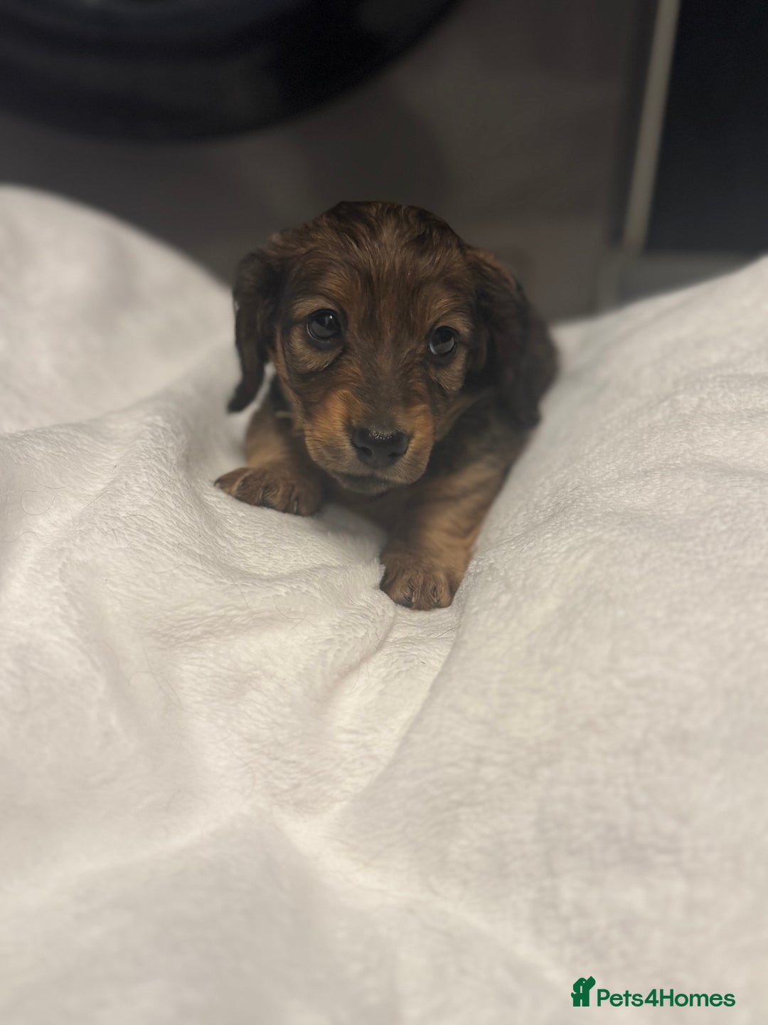 Miniature Dachshund dogs for sale: REDUCED!! Only one long hair miniature girl left!  in Sudbury - Image 31