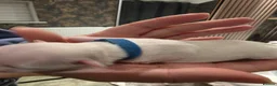 Chihuahua dogs for sale: Happy to announce that we have 4 puppies for sale in Christchurch - Advert 7