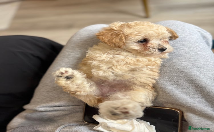 Toy Poodle dogs - Advert 14