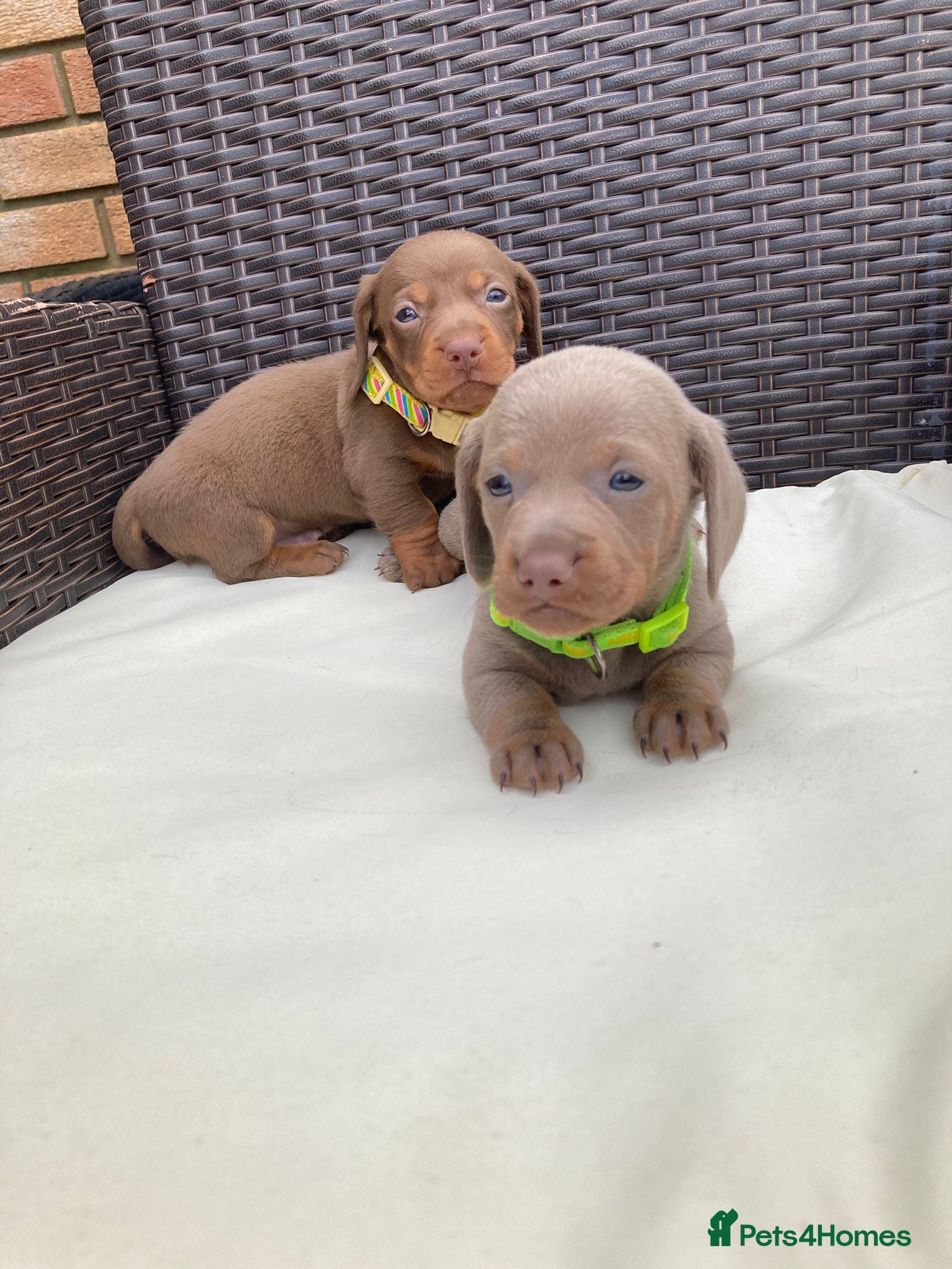 Dachshund dogs Mini Dachshund Puppy   - Advert 12