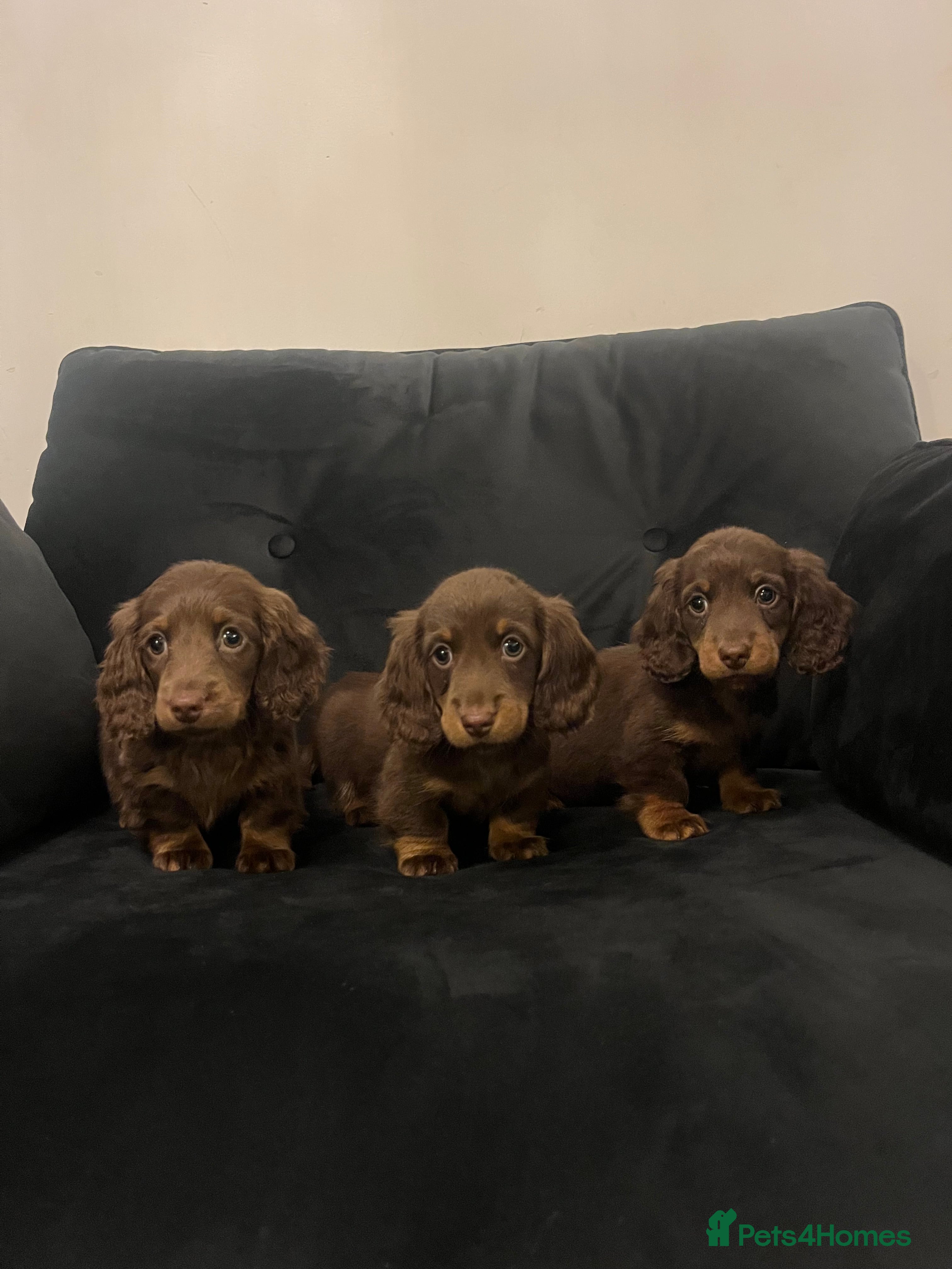 Miniature Dachshund dogs Stunning long haired  miniature dachshunds - Advert 1