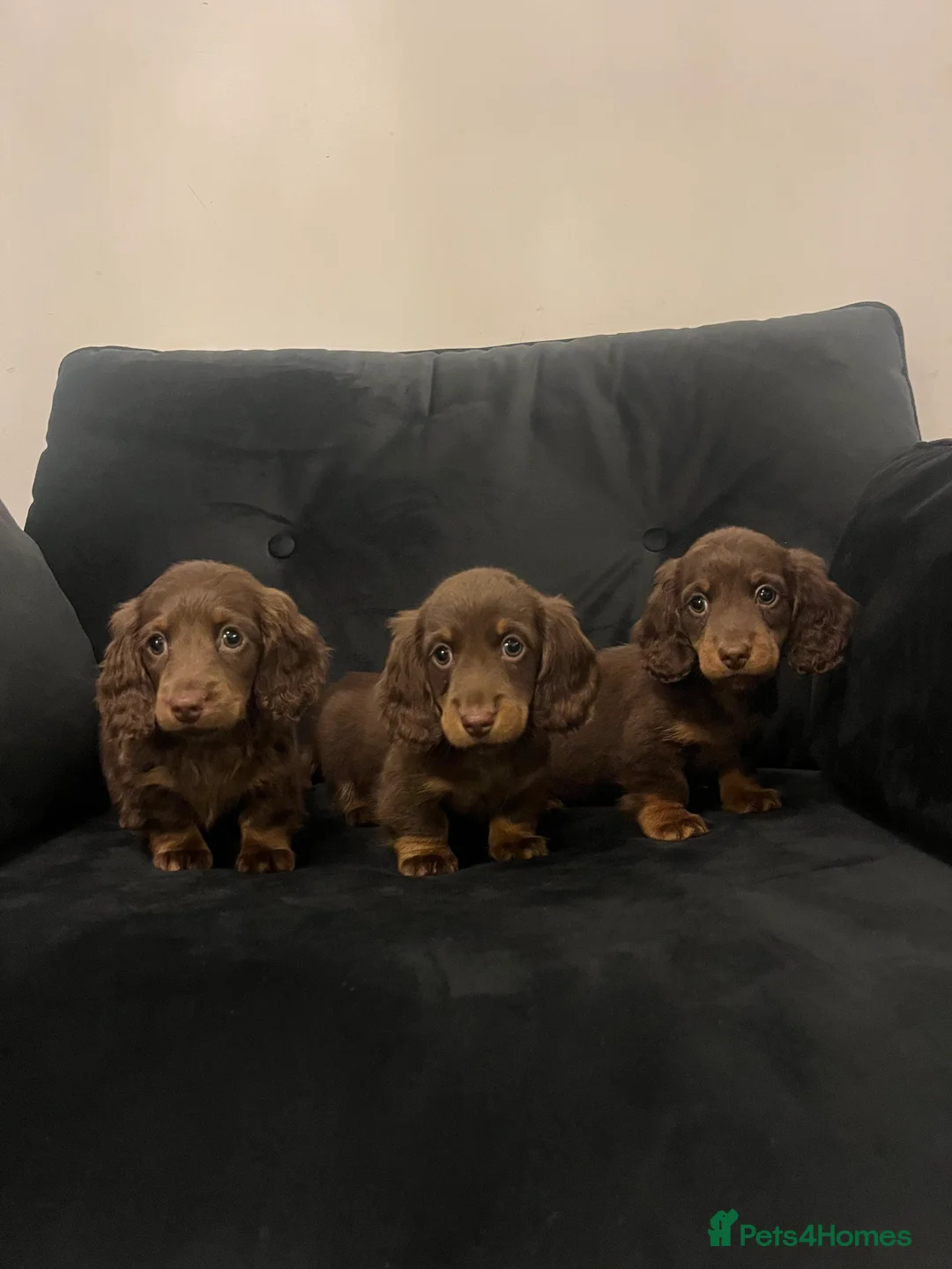 Miniature Dachshund dogs for sale: Stunning long haired  miniature dachshunds - Advert 1