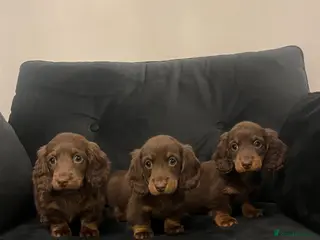 Miniature Dachshund dogs Stunning long haired miniature dachshunds - Advert 5