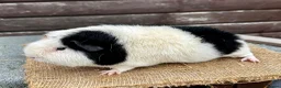 Guinea Pig rodents for sale: Guinea pigs - Advert 13