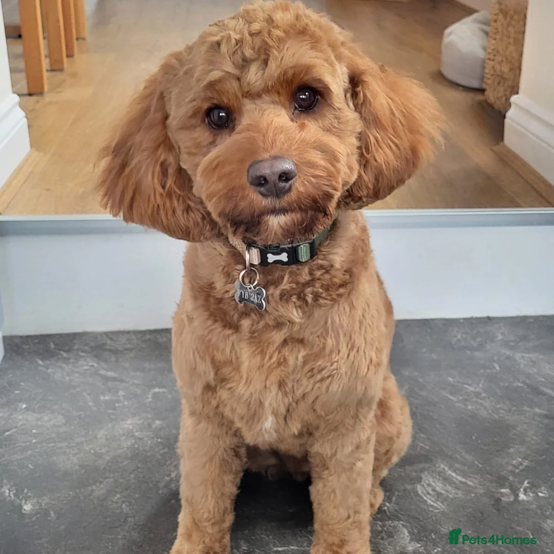 Gallery Image {{count}}