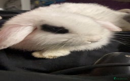 Mixed Breed rabbits for sale: Female rabbit for sale - Image 1