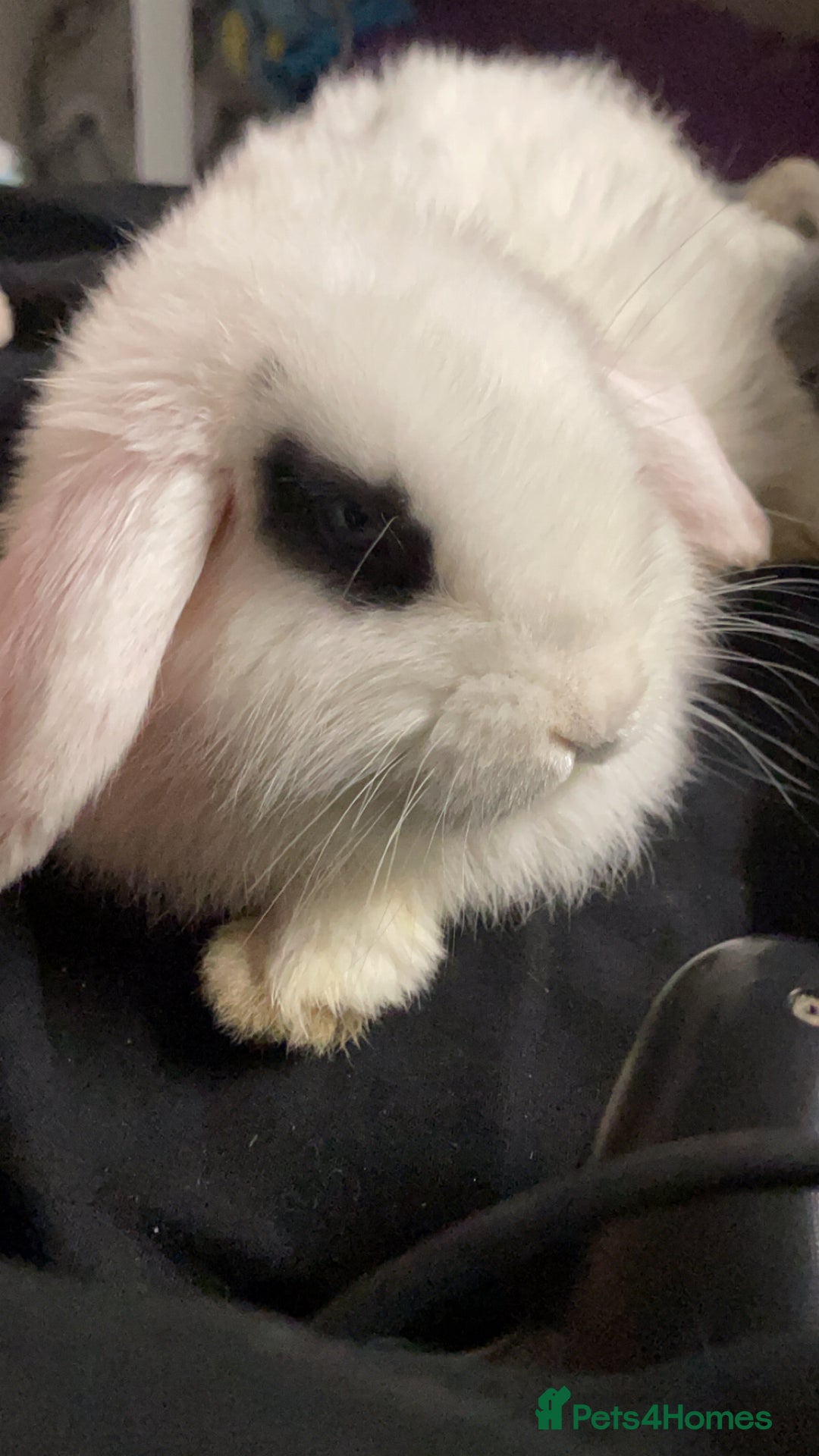 Mixed Breed rabbits for sale: Female rabbit for sale - Image 1