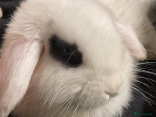 Mixed Breed rabbits - Advert 2