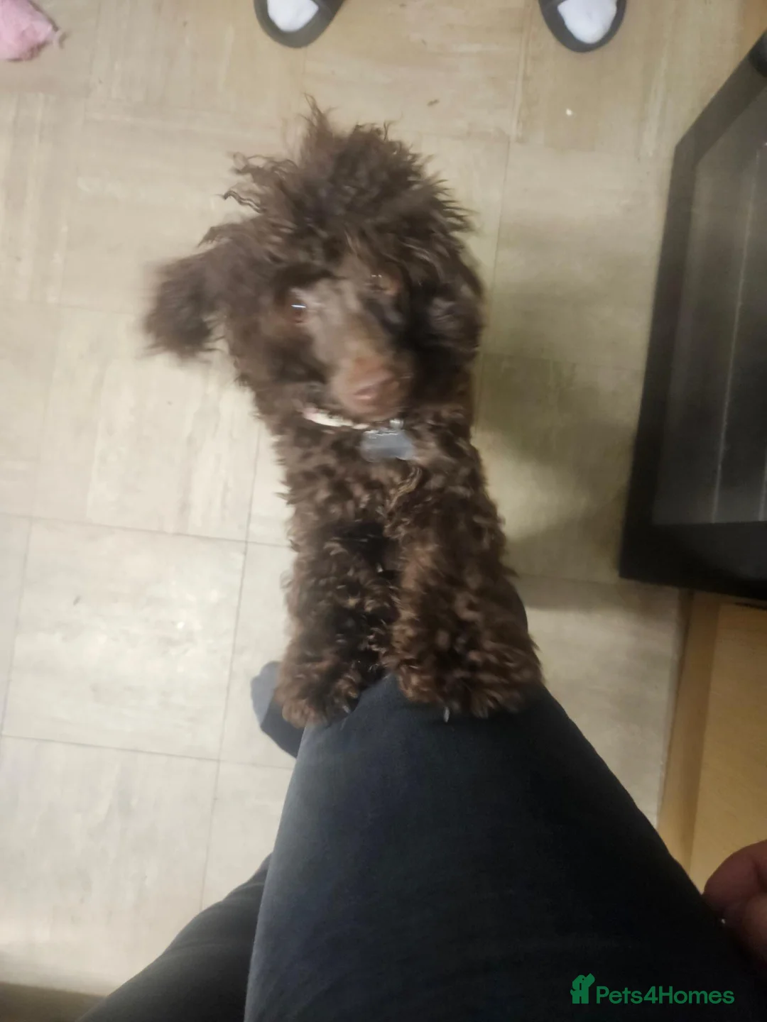 Toy Poodle dogs for sale: Toy poodle  - Advert 2